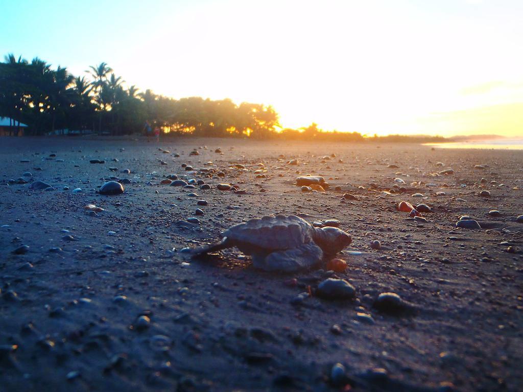 Cabinas Surf Arribadas Ostional Wildlife Refuge Eksteriør billede