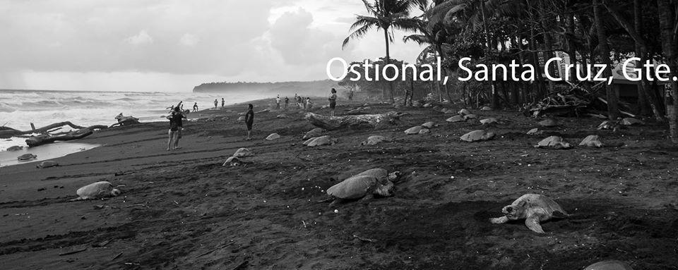 Cabinas Surf Arribadas Ostional Wildlife Refuge Eksteriør billede