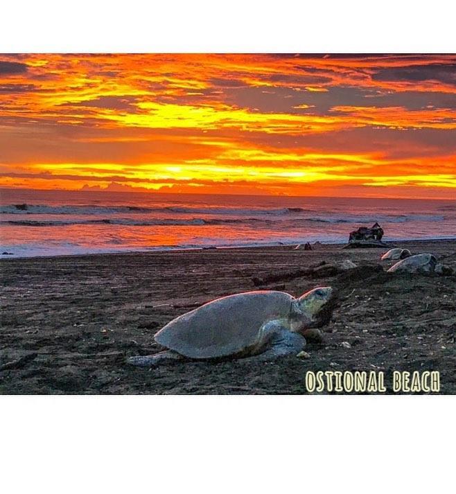 Cabinas Surf Arribadas Ostional Wildlife Refuge Eksteriør billede